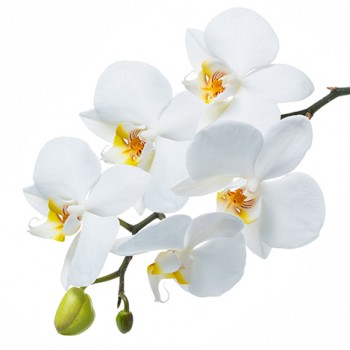 Стол обеденный Танго белый/Орхидея в Саянском - sayanskij.mebel54.com | фото